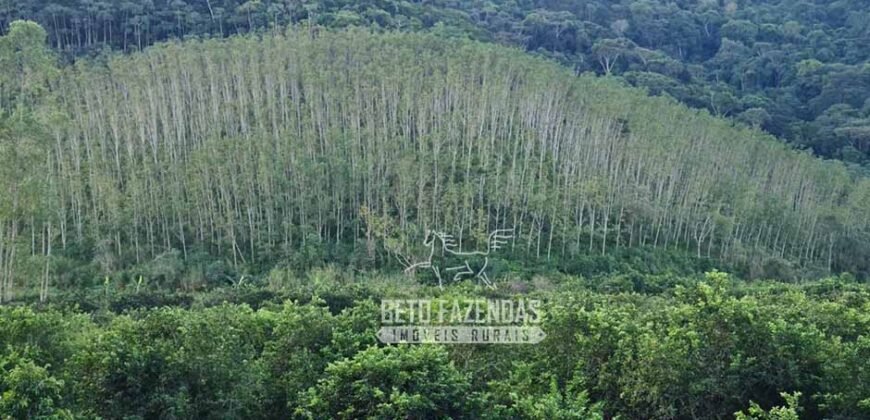 Oportunidade Única: Sítio à Venda 13 Alqueires Produtivo Ótima Localização | Silva Jardim/RJ