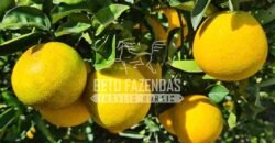 Oportunidade Única: Sítio à Venda 13 Alqueires Produtivo Ótima Localização | Silva Jardim/RJ