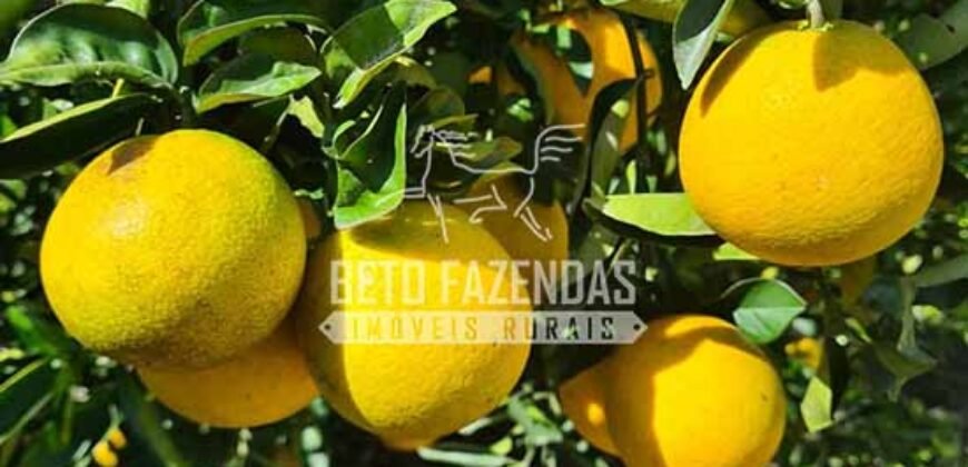 Oportunidade Única: Sítio à Venda 13 Alqueires Produtivo Ótima Localização | Silva Jardim/RJ