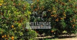 Oportunidade Única: Sítio à Venda 13 Alqueires Produtivo Ótima Localização | Silva Jardim/RJ