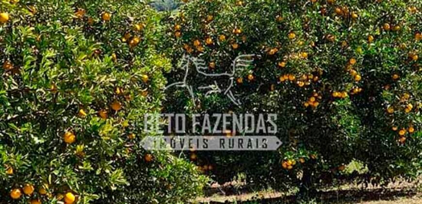 Oportunidade Única: Sítio à Venda 13 Alqueires Produtivo Ótima Localização | Silva Jardim/RJ