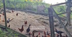 Oportunidade Única: Sítio à Venda 13 Alqueires Produtivo Ótima Localização | Silva Jardim/RJ