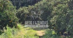 Oportunidade Única: Sítio à Venda 13 Alqueires Produtivo Ótima Localização | Silva Jardim/RJ