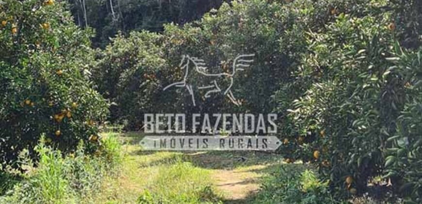 Oportunidade Única: Sítio à Venda 13 Alqueires Produtivo Ótima Localização | Silva Jardim/RJ