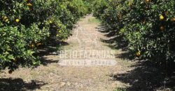 Oportunidade Única: Sítio à Venda 13 Alqueires Produtivo Ótima Localização | Silva Jardim/RJ