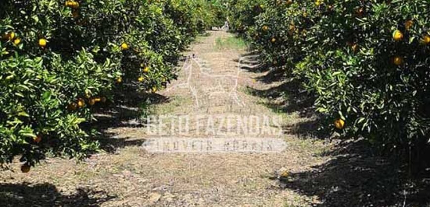 Oportunidade Única: Sítio à Venda 13 Alqueires Produtivo Ótima Localização | Silva Jardim/RJ