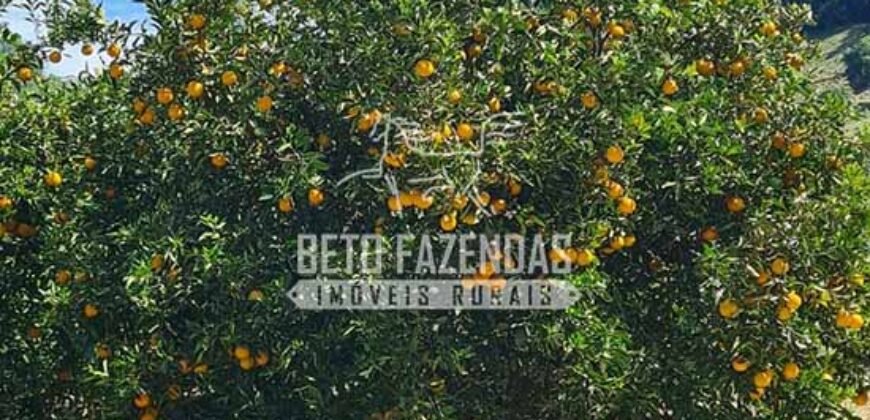 Oportunidade Única: Sítio à Venda 13 Alqueires Produtivo Ótima Localização | Silva Jardim/RJ