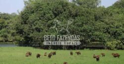 Fazenda à Venda 87.945 Hectares para Pecuária no Pantanal | Cáceres/ MT
