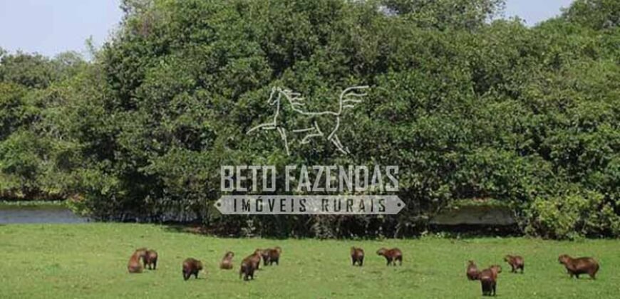Fazenda à Venda 87.945 Hectares para Pecuária no Pantanal | Cáceres/ MT