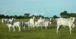 Fazenda à Venda 87.945 Hectares para Pecuária no Pantanal | Cáceres/ MT
