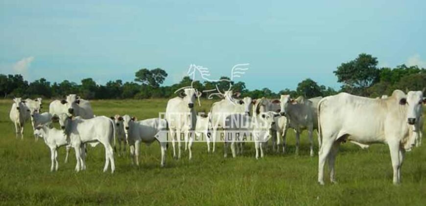 Fazenda à Venda 87.945 Hectares para Pecuária no Pantanal | Cáceres/ MT