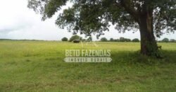 Fazenda à Venda 87.945 Hectares para Pecuária no Pantanal | Cáceres/ MT