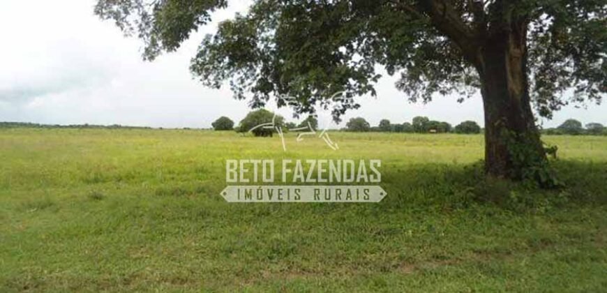 Fazenda à Venda 87.945 Hectares para Pecuária no Pantanal | Cáceres/ MT