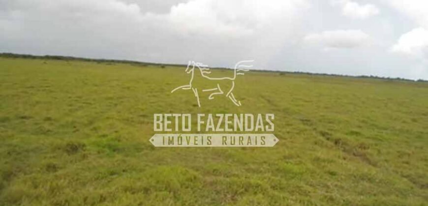 Fazenda à Venda 87.945 Hectares para Pecuária no Pantanal | Cáceres/ MT