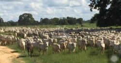 Fazenda à Venda 87.945 Hectares para Pecuária no Pantanal | Cáceres/ MT