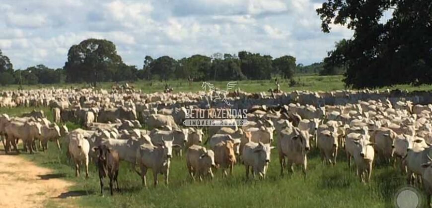 Fazenda à Venda 87.945 Hectares para Pecuária no Pantanal | Cáceres/ MT