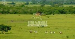 Fazenda à Venda 87.945 Hectares para Pecuária no Pantanal | Cáceres/ MT
