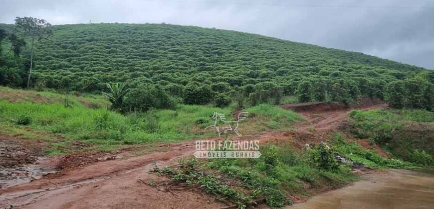 Fazenda à Venda 100 hectares Lavoura Café e Pecuária | Santa Rita do Sapucaí/MG Fazenda à Venda 100 hectares Lavoura Café e Pecuária | Santa Rita do Sapucaí/MG