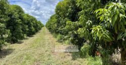 Fazenda à Venda 85,7 Hectares Diversas Culturas de Lavoura | Matias Cardoso/MG