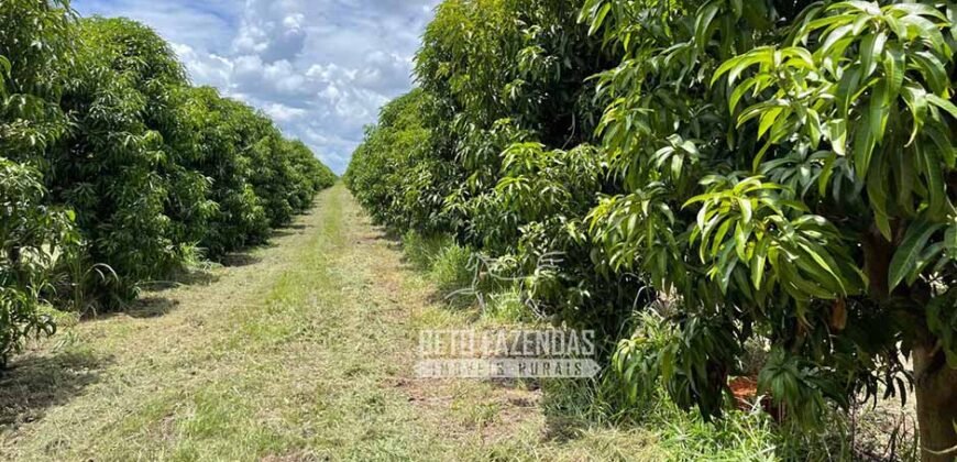 Fazenda à Venda 85,7 Hectares Diversas Culturas de Lavoura | Matias Cardoso/MG