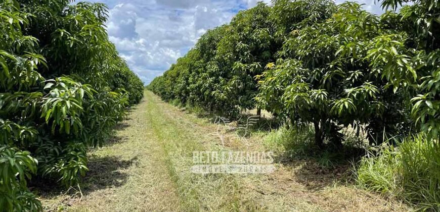 Fazenda à Venda 85,7 Hectares Diversas Culturas de Lavoura | Matias Cardoso/MG