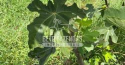 Fazenda à Venda 85,7 Hectares Diversas Culturas de Lavoura | Matias Cardoso/MG