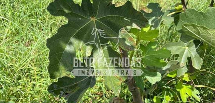 Fazenda à Venda 85,7 Hectares Diversas Culturas de Lavoura | Matias Cardoso/MG