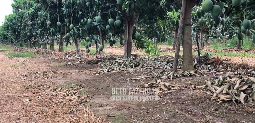 Fazenda à Venda 85,7 Hectares Diversas Culturas de Lavoura | Matias Cardoso/MG