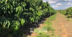 Fazenda à Venda 85,7 Hectares Diversas Culturas de Lavoura | Matias Cardoso/MG