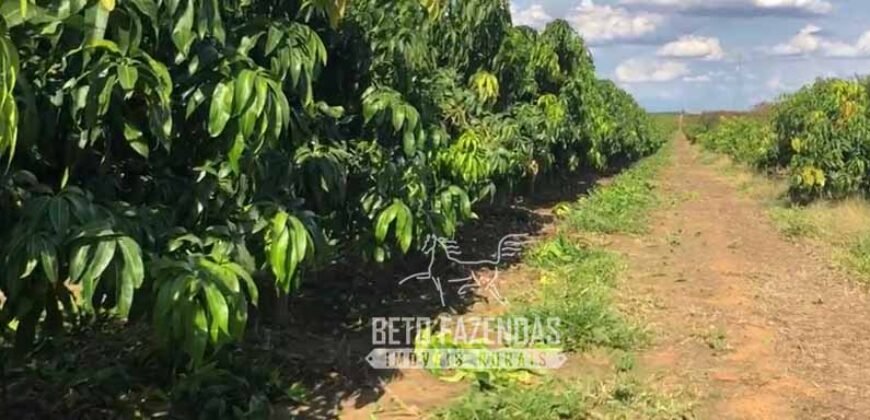 Fazenda à Venda 85,7 Hectares Diversas Culturas de Lavoura | Matias Cardoso/MG