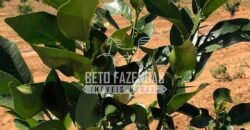 Fazenda à Venda 85,7 Hectares Diversas Culturas de Lavoura | Matias Cardoso/MG