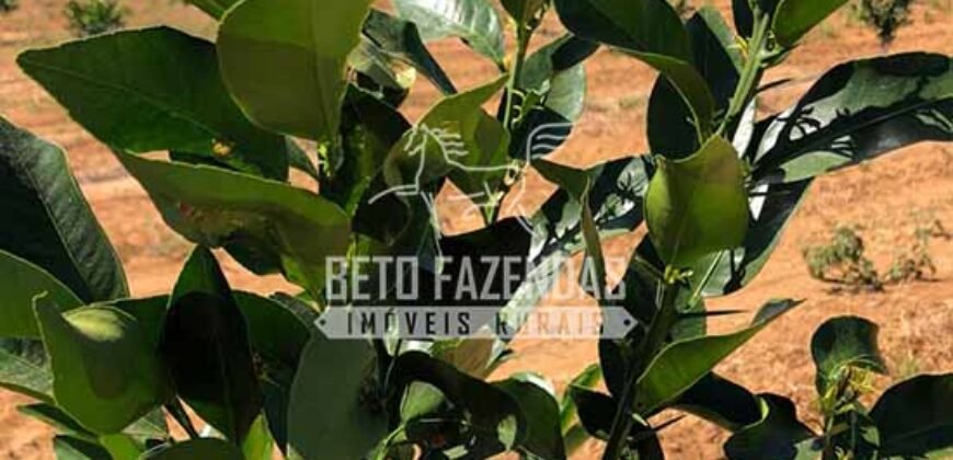 Fazenda à Venda 85,7 Hectares Diversas Culturas de Lavoura | Matias Cardoso/MG