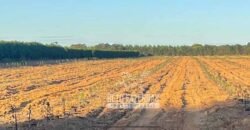 Fazenda à Venda 85,7 Hectares Diversas Culturas de Lavoura | Matias Cardoso/MG