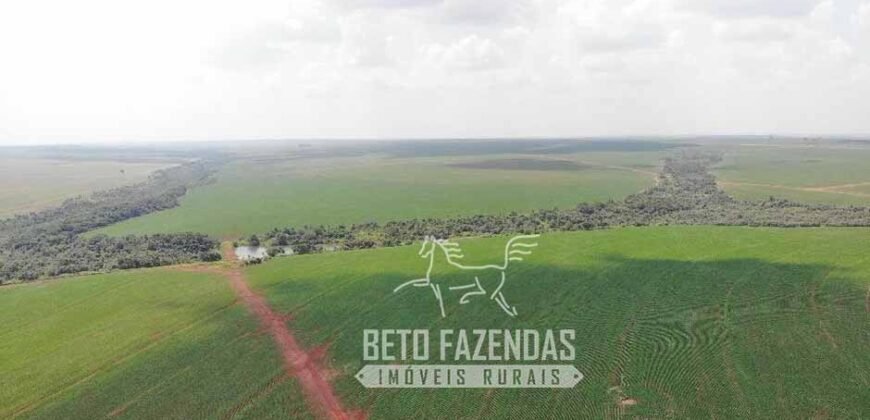 Fazenda Produtiva e Completa à Venda com 1.328 hectares | Região de Dourados/MS