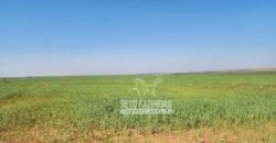 Fazenda Produtiva e Completa à Venda com 1.328 hectares | Região de Dourados/MS