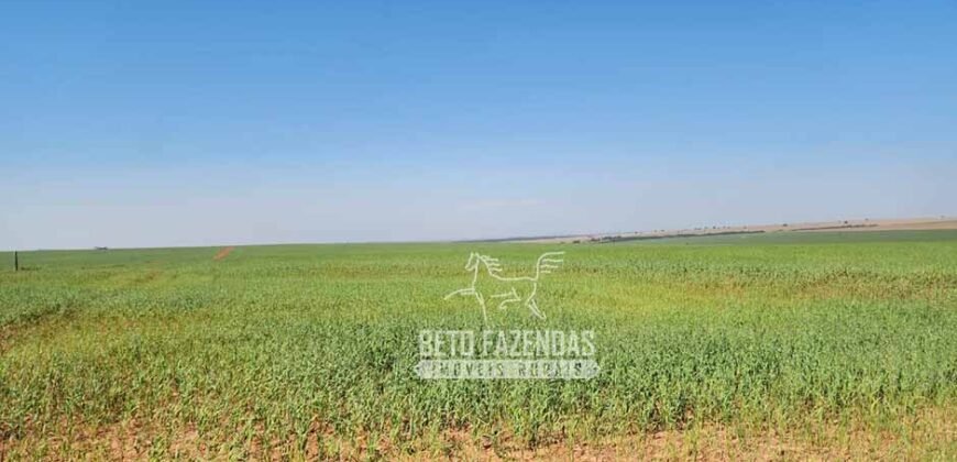 Fazenda Produtiva e Completa à Venda com 1.328 hectares | Região de Dourados/MS