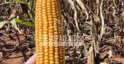 Fazenda Produtiva e Completa à Venda com 1.328 hectares | Região de Dourados/MS