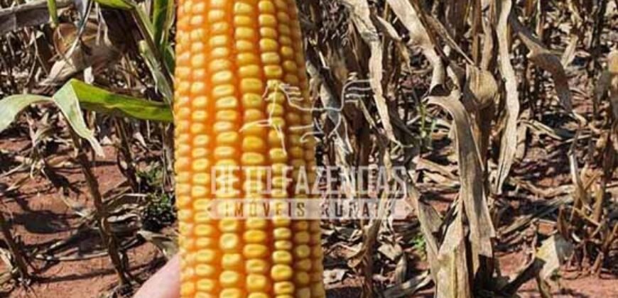 Fazenda Produtiva e Completa à Venda com 1.328 hectares | Região de Dourados/MS