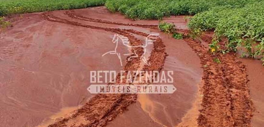 Fazenda Produtiva e Completa à Venda com 1.328 hectares | Região de Dourados/MS