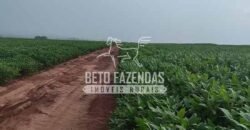 Fazenda Produtiva e Completa à Venda com 1.328 hectares | Região de Dourados/MS