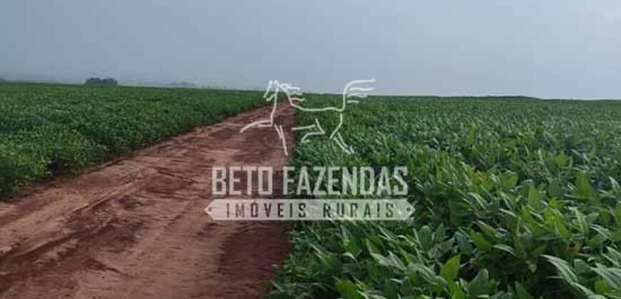 Fazenda Produtiva e Completa à Venda com 1.328 hectares | Região de Dourados/MS