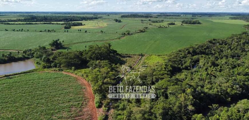 Fazenda Produtiva à Venda 9.128 ha com Alta Rentabilidade | Dourados/ MS