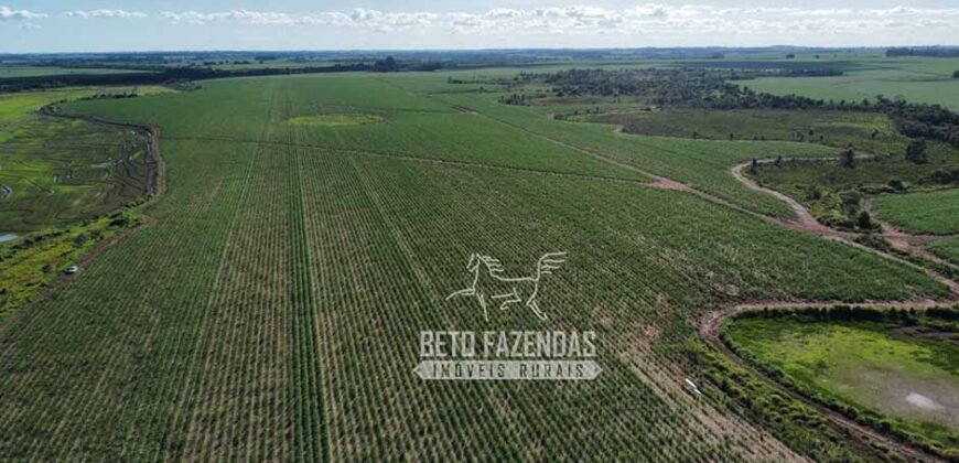 Fazenda Produtiva à Venda 9.128 ha com Alta Rentabilidade | Dourados/ MS
