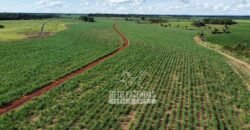 Fazenda Produtiva à Venda 9.128 ha com Alta Rentabilidade | Dourados/ MS