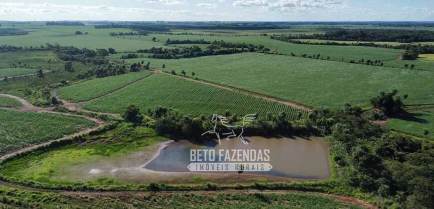 Fazenda Produtiva à Venda 9.128 ha com Alta Rentabilidade | Dourados/ MS