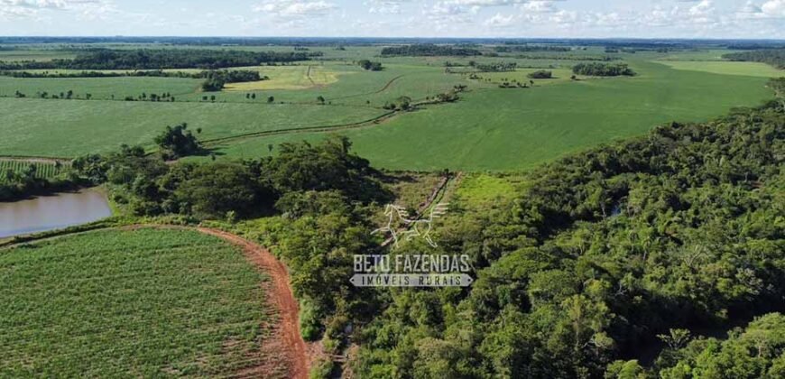Fazenda Produtiva à Venda 9.128 ha com Alta Rentabilidade | Dourados/ MS