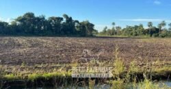 Fazenda Produtiva à Venda 9.128 ha com Alta Rentabilidade | Dourados/ MS