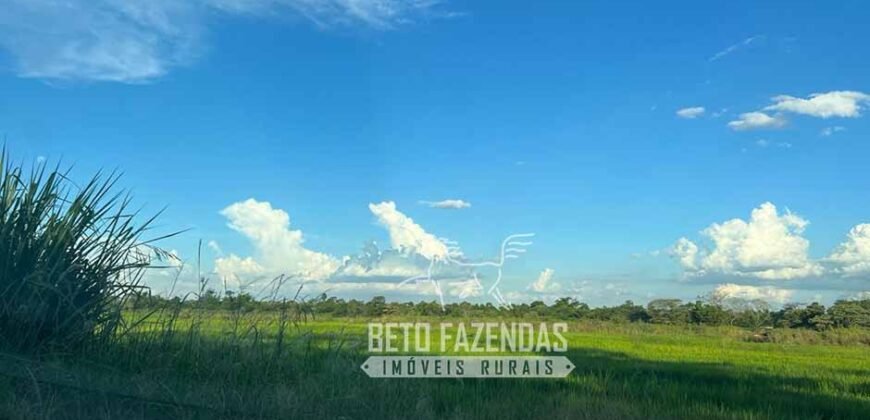 Fazenda Produtiva à Venda 9.128 ha com Alta Rentabilidade | Dourados/ MS