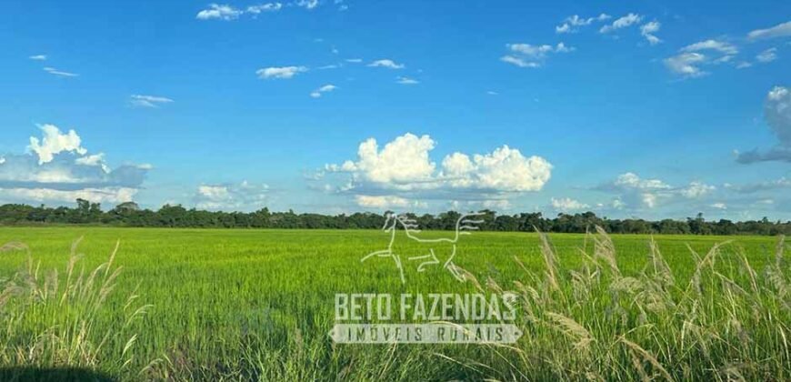 Fazenda Produtiva à Venda 9.128 ha com Alta Rentabilidade | Dourados/ MS