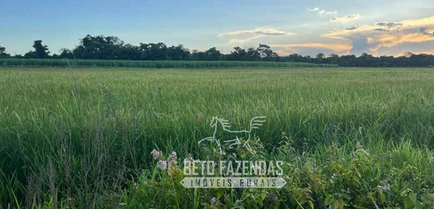 Fazenda Produtiva à Venda 9.128 ha com Alta Rentabilidade | Dourados/ MS